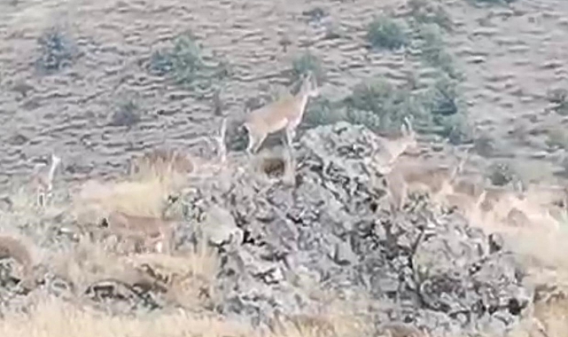 Yaban Keçisi Sürüsü Yola İndi
