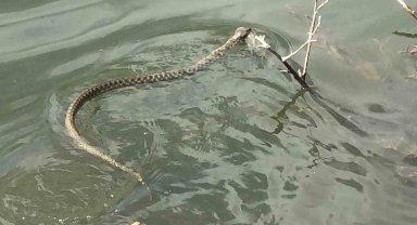 Yılanın balık avı kamerada