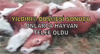 Yıldırım düşmesi sonucu 10 hayvan telef oldu