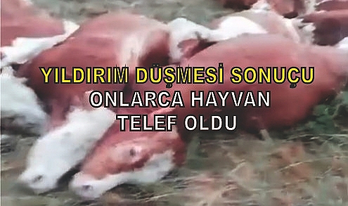 Yıldırım düşmesi sonucu 10 hayvan telef oldu