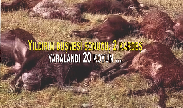 Yıldırım düşmesi sonucu, 2 kardeş yaralandı 20 koyun telef oldu