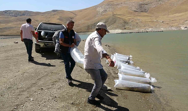 400 bin yavru sazan göllere bırakıldı