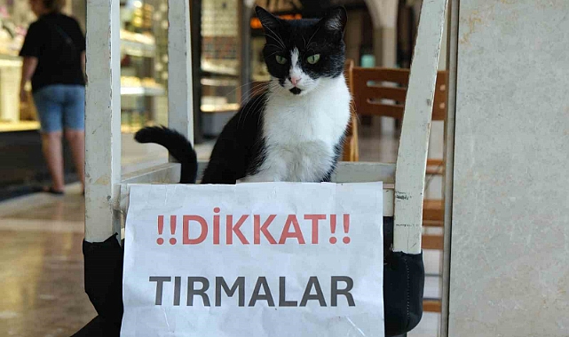 Adana’nın kedisi de asabi