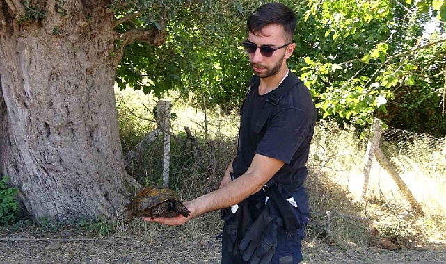 Ağaçlık alanda çıkan yangında itfaiye eri kaplumbağayı yanmaktan böyle kurtardı