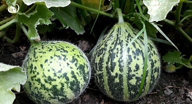 Ağrı'da bahçesinin bir bölümünü bostana çeviren çiftçi, kilolarca ürün alıyor (Videolu Haber)