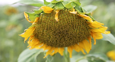 (Videolu Haber) Ağrı'da "sarı gelin" hasadı başladı