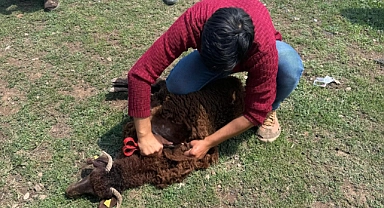 Ağrı'nın yaylalarında imece usulü koyun kırkma mesaisi