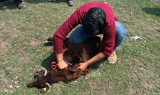 Ağrı'nın yaylalarında imece usulü koyun kırkma mesaisi