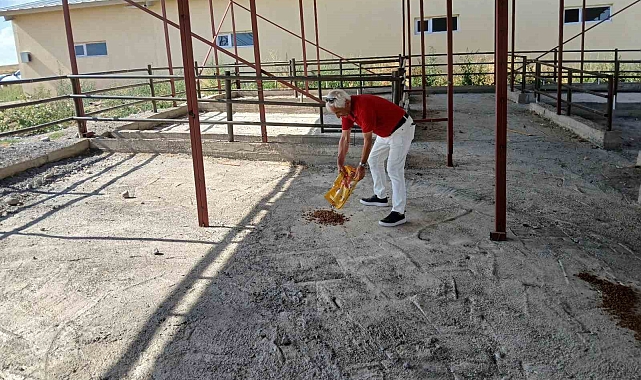 Ahlat'ta köpeklerin öldürüldüğü yönündeki haberlere tepki