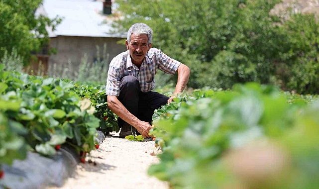 Almanya’dan öğrendiği sırlarla organik çilek üretiyor