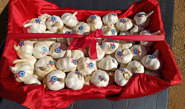 Altun’dan Araban Sarımsağı ile ilgili bilgi