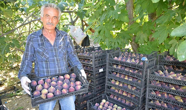Antalya’da incir hasadı başladı