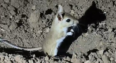 Arap Tavşanı Malatya'da  görüldü