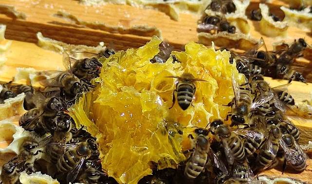 Ardahan'da bal sağımı devam ediyor