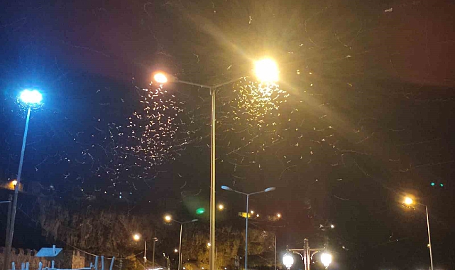 Ardahan'da kelebeklerin "ölüm dansı" devam ediyor