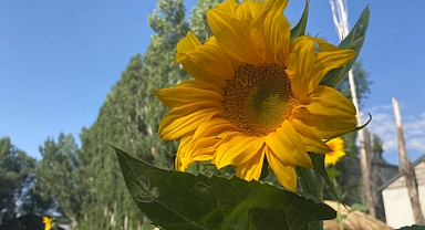 Ayçiçeği tarlaları Ağrı’yı sarıya boyadı