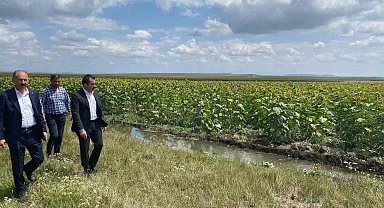 Ayçiçekleri açtı Arpaçay'da