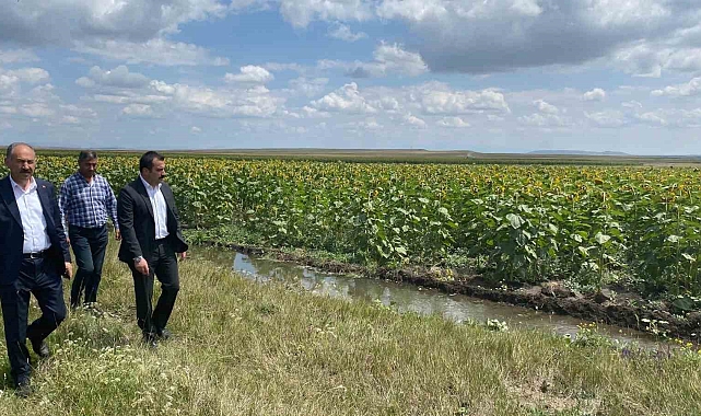 Ayçiçekleri açtı Arpaçay'da