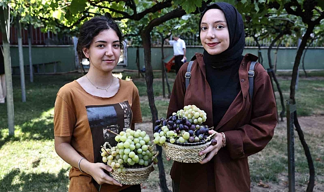 Bağcılar’da bağ bozumu zamanı