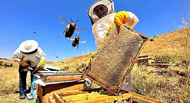 Bal rekoltesini düşürdü! Nedeni ise...