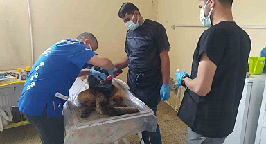 Başarılı Cerrahi operasyonla kurtarıldı Alman kurdu cinsi köpeği