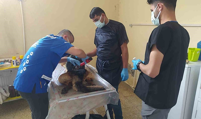 Başarılı Cerrahi operasyonla kurtarıldı Alman kurdu cinsi köpeği