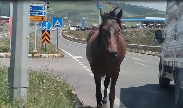 Başıboş Atlar Ardahan'da Trafiği Felç Etti