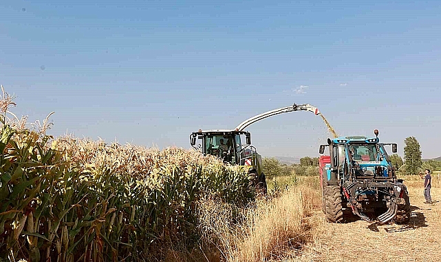Bingöl'de devlet desteğiyle çiftçinin masrafı azaldı, silajlık mısır üretimi 128 bin tona ulaştı