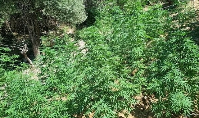 Bingöl'de 18 bin kök kenevir bitkisi ele geçirildi