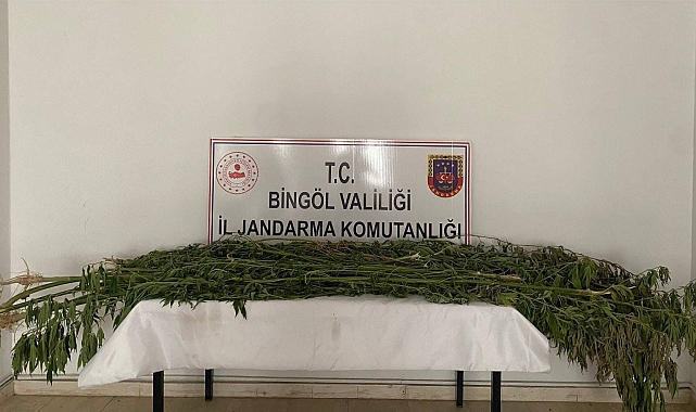 Bingöl'de 3 farklı noktada bin 939 kök kenevir bitkisi ele geçirildi