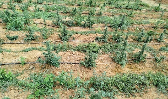 Bingöl'de 5 bin kök kenevir bitkisi ele geçirildi