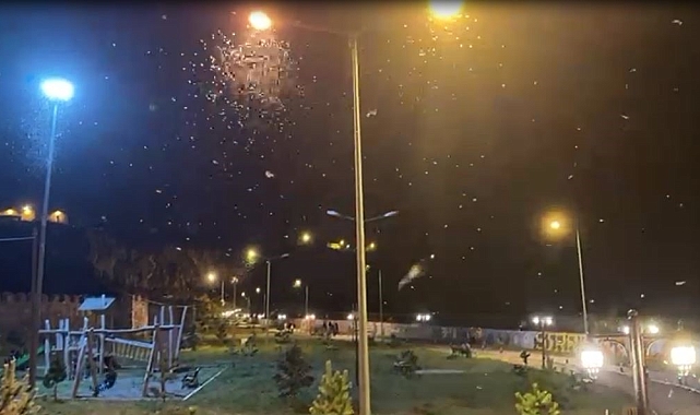 "Bir günlükler"in ölüm uçuşu başladı: Mayıs sineklerinin kanat çırpması kamerada