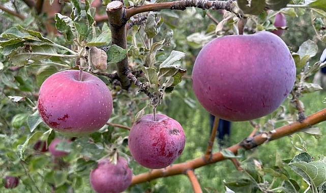 Bozkırlara Dikilen Meyve Ağaçlarında Bolluk