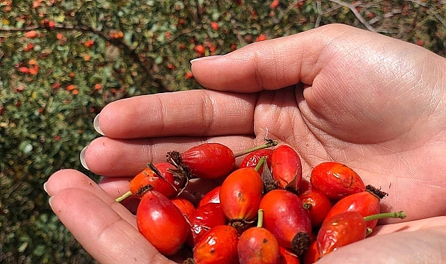 C vitamini deposu kuşburnu hasadı başladı