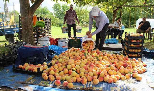 Çarşamba Ovası’nda şeftali hasadı
