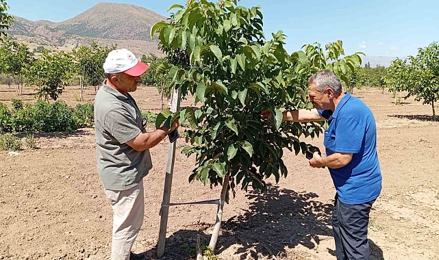 Ceviz yetiştiriciliği artıyor Erzincan'da