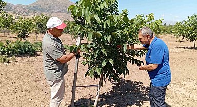 Ceviz yetiştiriciliği artıyor Erzincan'da