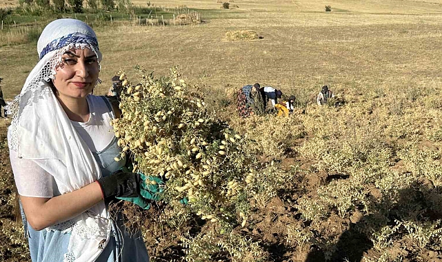 Cilo Dağları'nın Altında Emeğin Dansı: Nohut Hasadı