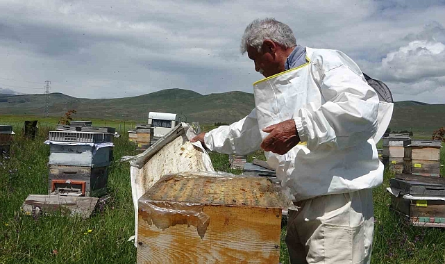 Coğrafi işaretli bal hasadı başladı; 450 ton bal üretimi bekleniyor