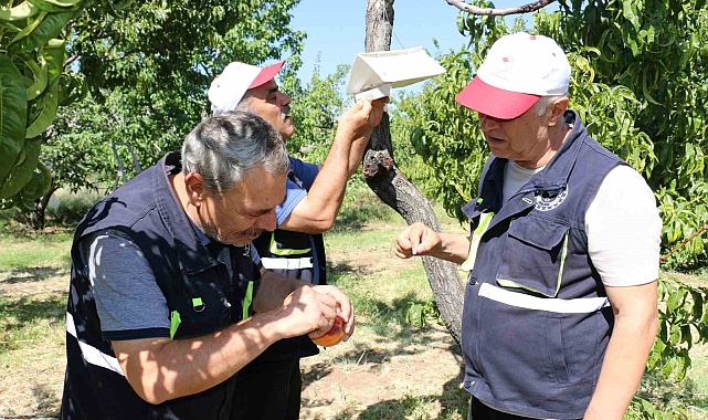 Dikkat...!  Akdeniz Sineği Meyveleri Tehdit Ediyor