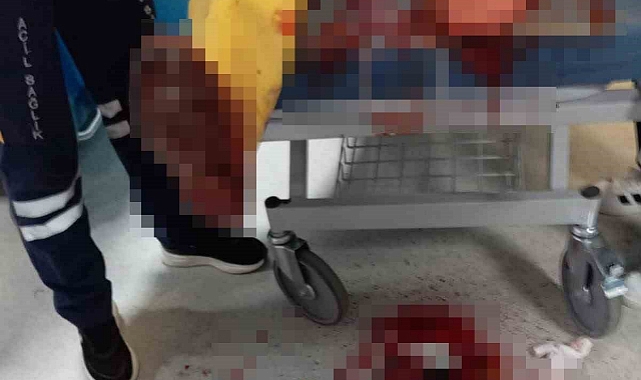 Domuzların saldırısına uğrayan vatandaş yaralandı