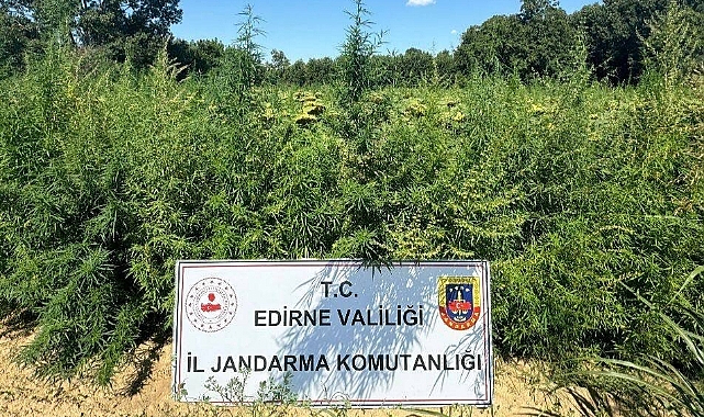 Edirne’de uyuşturucu operasyonu: 49 bin 500 kök kenevir imha edildi