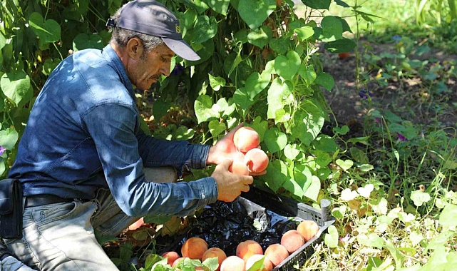 Elazığ’da şeftali hasadı devam ediyor