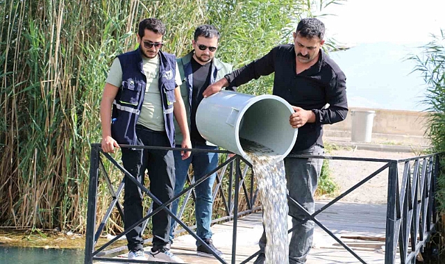 Erzincan’da barajlara 560 bin sazan balığı bırakıldı
