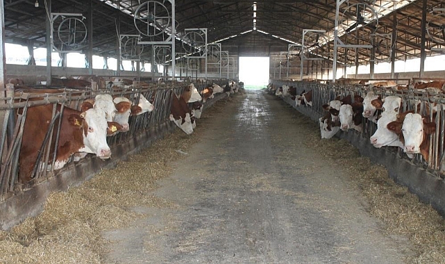 Erzincan’da buzağı desteği için başvurular başlıyor