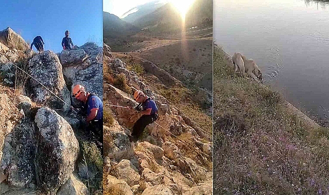 Erzincan'da kayalıklarda 5 gün mahsur kalan köpeği AFAD kurtardı