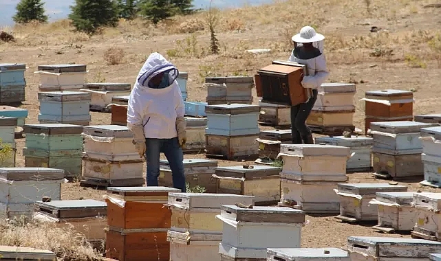 Erzincan'da yetişiyor Türkiye'nin bir yanına tek tek gidiyor! En tatlı hasat için arıcılar kollarını sıvadı
