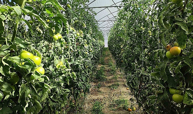 Erzincan domatesi çevre illerde sofraları süslüyor