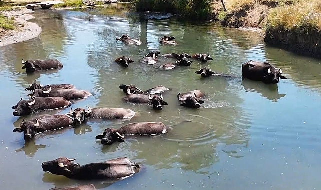 Erzincan Ovası, Manda Yuvası