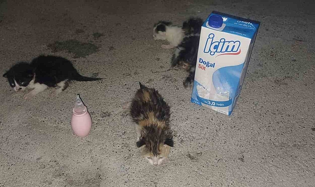 Erzincan'da annesiz kalan yavru kedileri biberonla emziriliyor